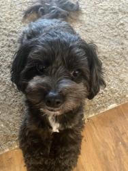Lost Male Dog last seen Kearny Mesa High school , San Diego, CA 92111