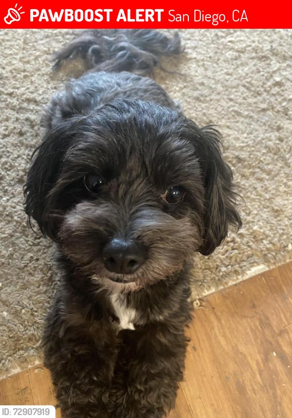 Lost Male Dog last seen Kearny Mesa High school , San Diego, CA 92111