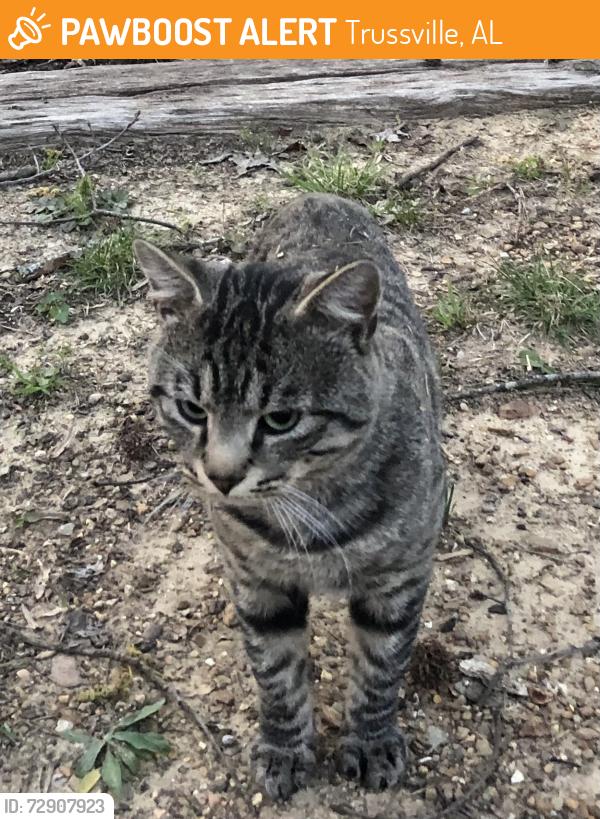 Found/Stray Male Cat last seen Happy Hollow Road, Trussville, AL 35173