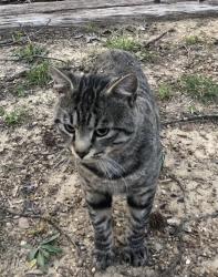 Found/Stray Male Cat last seen Happy Hollow Road, Trussville, AL 35173