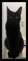 Lost Male Cat last seen Whittier drive, Langhorne, PA 19053