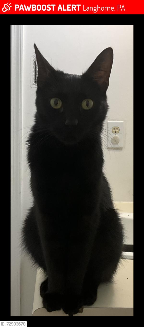 Lost Male Cat last seen Whittier drive, Langhorne, PA 19053