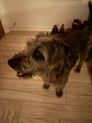 Reunited Male Dog last seen S and Milwood Ct, Los Angeles, CA 90291