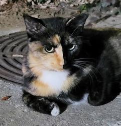 Lost Female Cat last seen Crowley rd and Crowley ct, Arlington, TX 76012