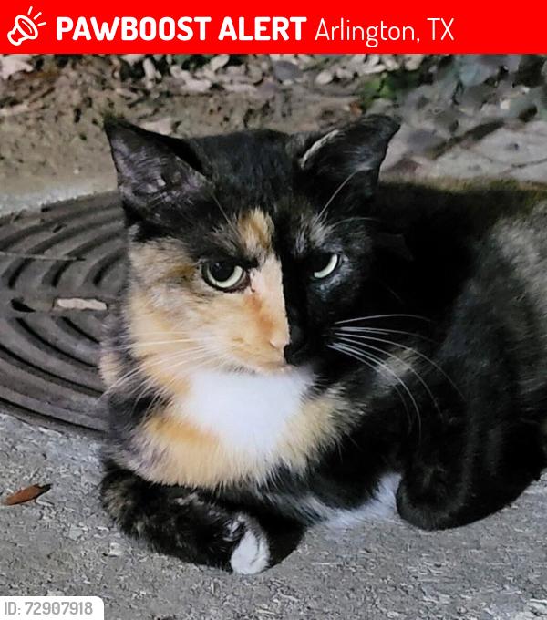 Lost Female Cat last seen Crowley rd and Crowley ct, Arlington, TX 76012