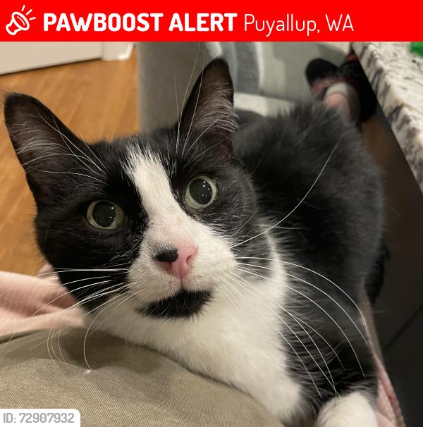 Lost Male Cat last seen Woodland Ave, Puyallup, WA 98371
