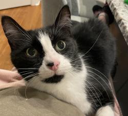 Lost Male Cat last seen Woodland Ave, Puyallup, WA 98371