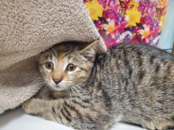 Shelter Stray Female Cat last seen Emery St, 43609, OH, Maumee, OH 43537
