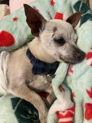 Reunited Male Dog last seen Century and Garfield in hollydale , South Gate, CA 90280