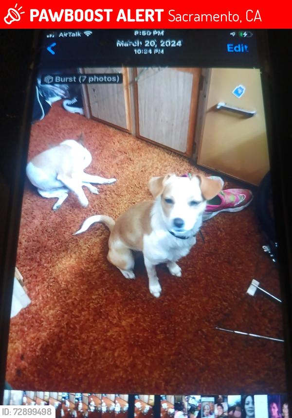 Lost Female Dog last seen Arden way, Sacramento, CA 95825