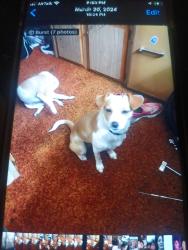 Lost Female Dog last seen Arden way, Sacramento, CA 95825