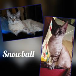Reunited Male Cat last seen McFadden & Newhope., Santa Ana, CA 92704
