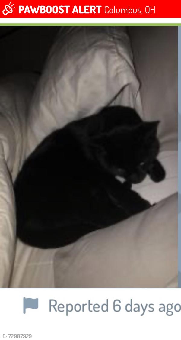 Lost Male Cat last seen Bethel/reed rd, Columbus, OH 43220