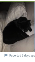 Lost Male Cat last seen Bethel/reed rd, Columbus, OH 43220