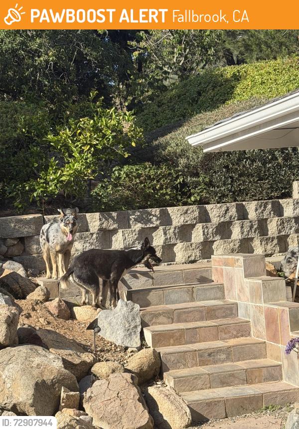 Found/Stray Unknown Dog last seen Calle de sueno, Fallbrook, CA 92028