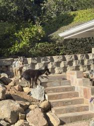 Found/Stray Unknown Dog last seen Calle de sueno, Fallbrook, CA 92028