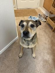 Reunited Male Dog last seen Fish creek linear park, Arlington, TX 76018