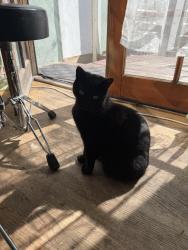 Lost Female Cat last seen Inglewood and Weir , Culver City, CA 90230