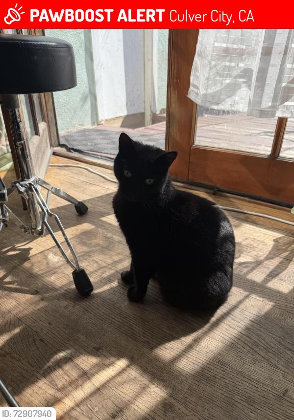 Lost Female Cat last seen Inglewood and Weir , Culver City, CA 90230