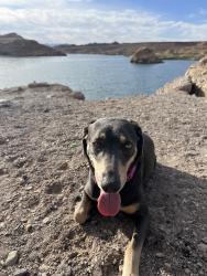 Reunited Female Dog last seen Near Spikenard Dr, Henderson, NV 89002