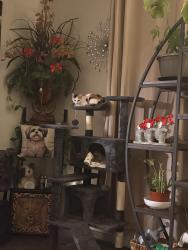 Lost Female Cat last seen Sunrise and Kolb, Tucson, AZ 85750