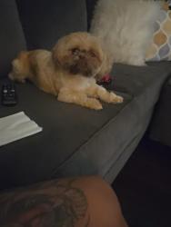 Lost Female Dog last seen Dexter Lakes , Memphis, TN 38016