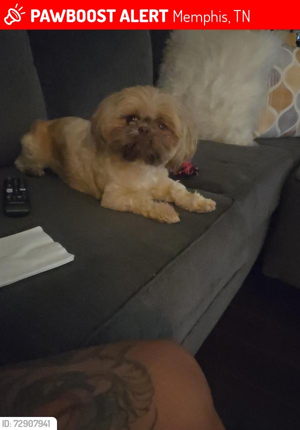 Lost Female Dog last seen Dexter Lakes , Memphis, TN 38016
