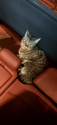 Lost Female Cat last seen Platz LN SE 362nd Ave Boring OR , Clackamas County, OR 97009
