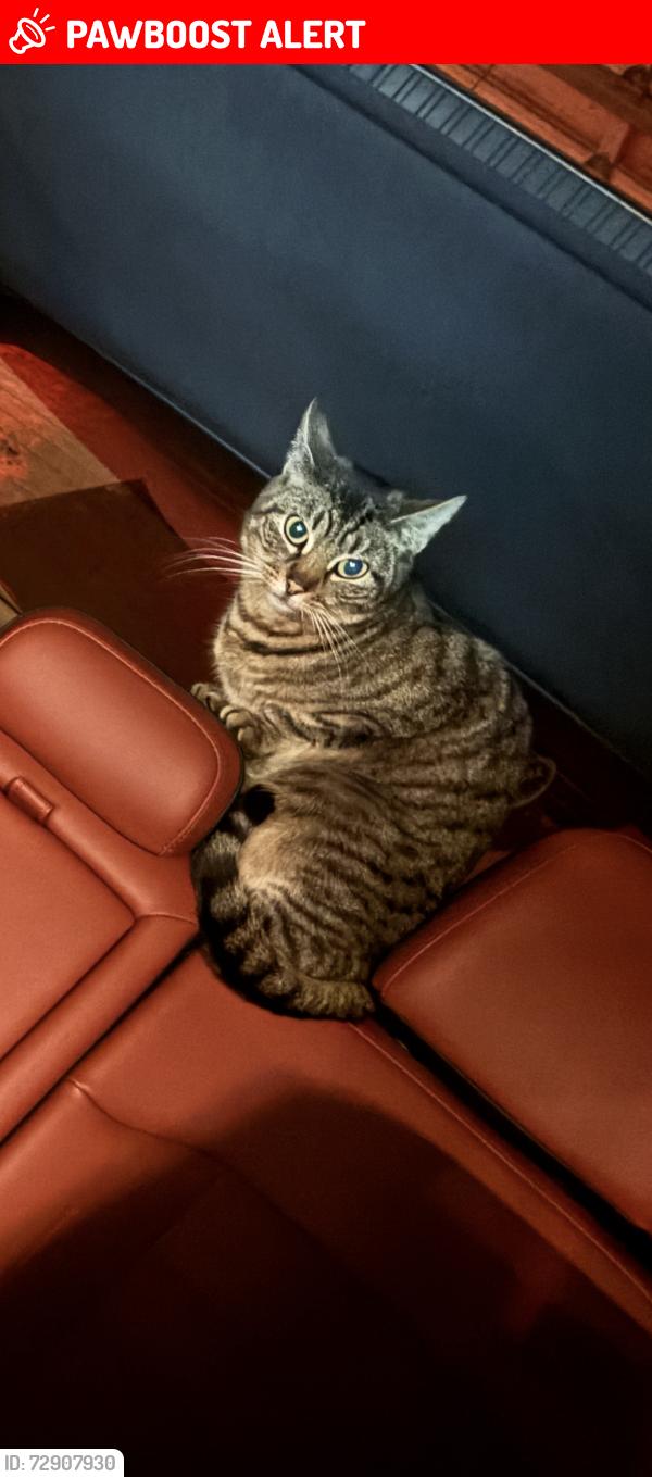 Lost Female Cat last seen Platz LN SE 362nd Ave Boring OR , Clackamas County, OR 97009