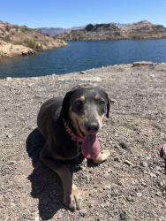 Reunited Female Dog last seen Near Spikenard Dr Henderson Nv 89002, Henderson, NV 89002