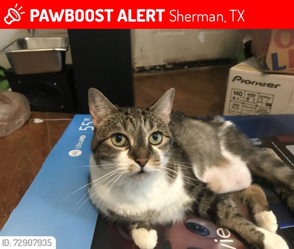 Lost Female Cat last seen Near S Travis a ok apmts, Sherman, TX 75090