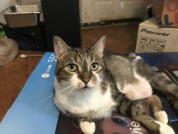 Lost Female Cat last seen Near S Travis a ok apmts, Sherman, TX 75090