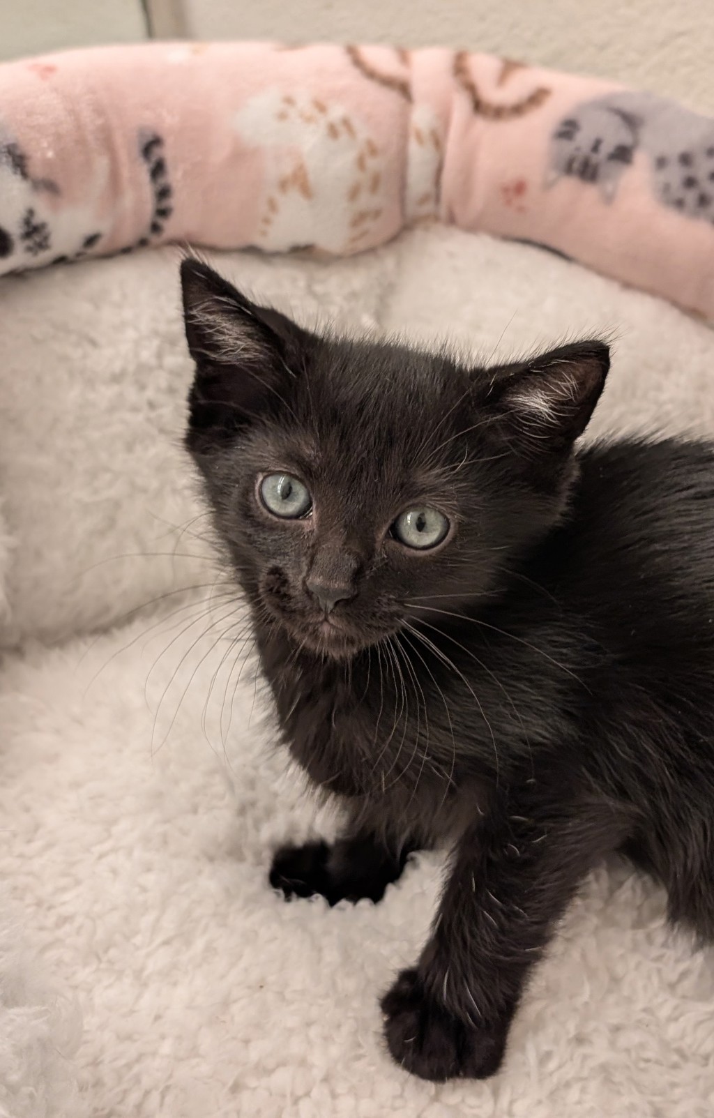 Shelter Stray Female Cat last seen Near 20th Street, San Diego, CA, 92102, San Diego, CA 92110