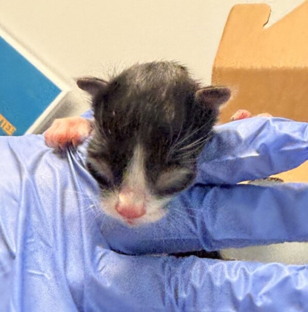 Shelter Stray Male Cat last seen Near Ulric Street, San Diego, CA, 92111, San Diego, CA 92110
