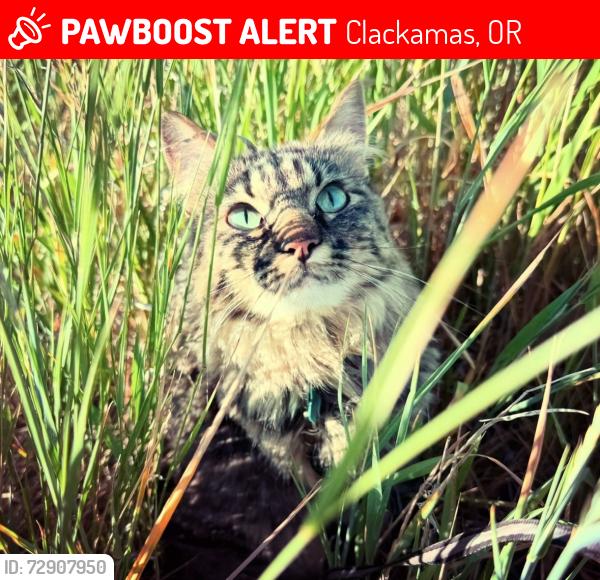 Lost Female Cat last seen Near SE 139th Ave Clackamas, OR  97015 United States, Clackamas, OR 97015