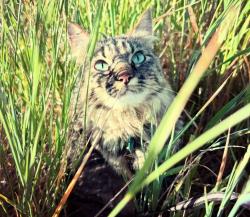 Lost Female Cat last seen Near SE 139th Ave Clackamas, OR  97015 United States, Clackamas, OR 97015