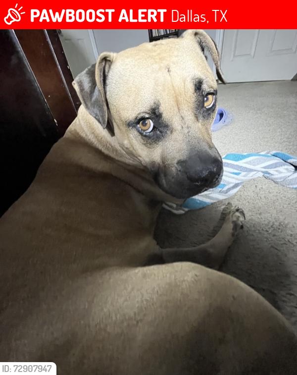 Lost Male Dog last seen Scyene rd 75227, Dallas, TX 75227