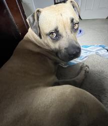 Lost Male Dog last seen Scyene rd 75227, Dallas, TX 75227