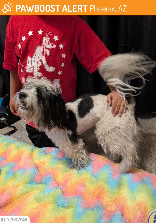 Found/Stray Male Dog last seen 23rd ave and cactus , Phoenix, AZ 85023