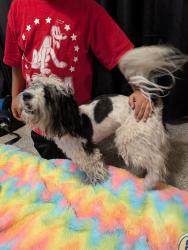 Found/Stray Male Dog last seen 23rd ave and cactus , Phoenix, AZ 85023