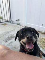 Found/Stray Unknown Dog last seen blackberry & veronica dr , Perris, CA 92571
