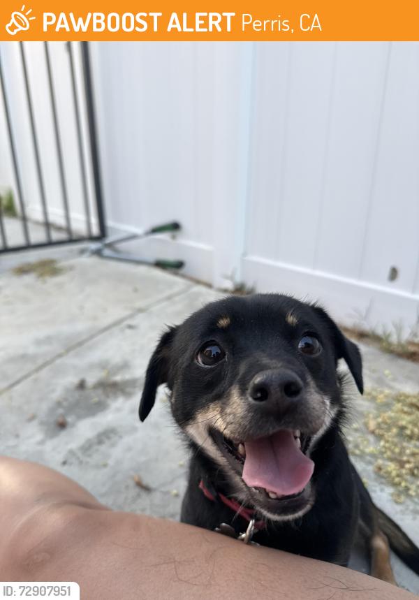 Found/Stray Unknown Dog last seen blackberry & veronica dr , Perris, CA 92571
