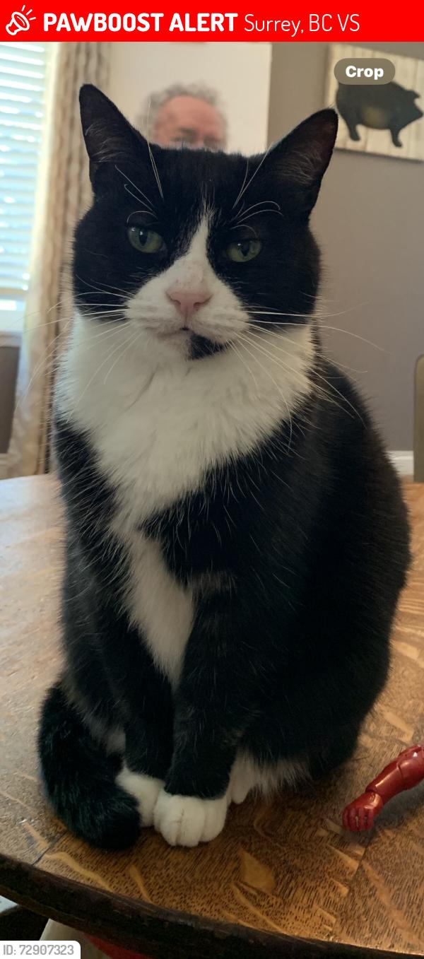 Lost Female Cat last seen 86a ave and 155st fleetwood Surrey , Surrey, BC V3S