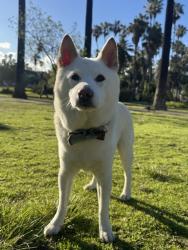 Reunited Male Dog last seen hyperion avenue in silver lake, Los Angeles, CA 90029