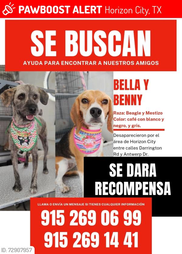 Lost Unknown Dog last seen Manzanilla place , Horizon City, TX 79928