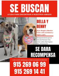 Lost Unknown Dog last seen Manzanilla place , Horizon City, TX 79928
