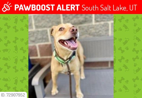 Lost Female Dog last seen Near South by dog shelter , South Salt Lake, UT 84115
