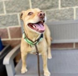 Lost Female Dog last seen Near South by dog shelter , South Salt Lake, UT 84115