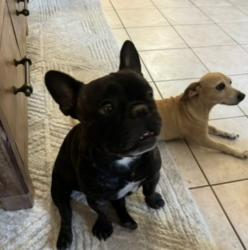Lost Male Dog last seen Cave Creek and E. Sunnyside, Phoenix, AZ 85028