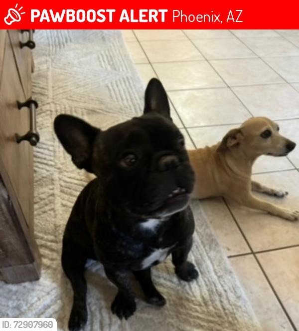 Lost Male Dog last seen Cave Creek and E. Sunnyside, Phoenix, AZ 85028